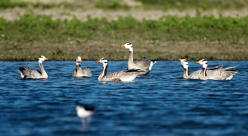 Haiderpur Wetland